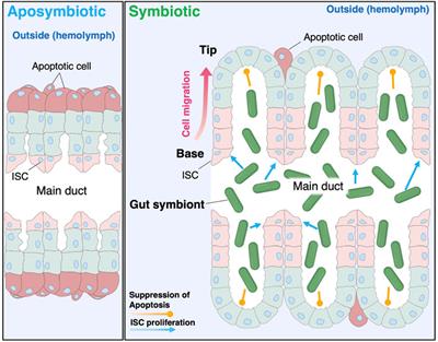 Symbiont coordinates stem cell proliferation, apoptosis, and morphogenesis of gut symbiotic organ in the stinkbug-Caballeronia symbiosis